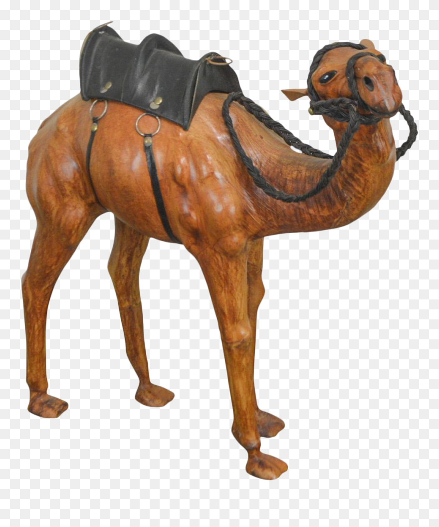 Drawing Camels Decorative - Drawing Clipart