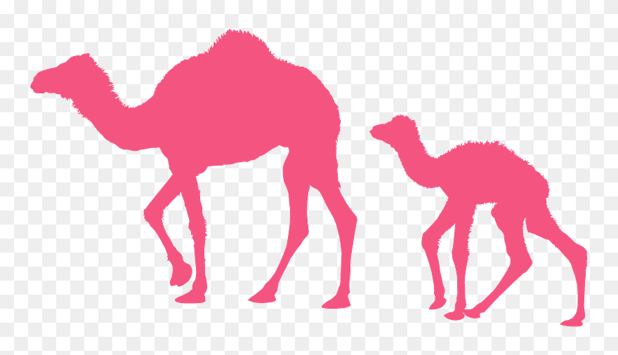 Dromedary Clipart
