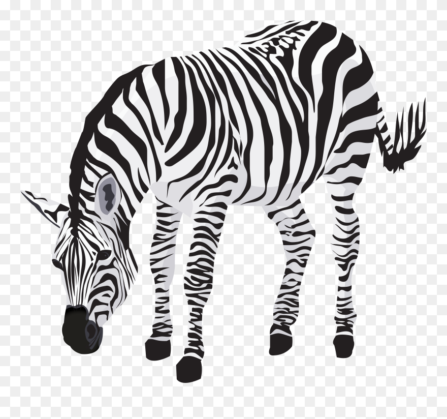 Clipart Zebra Picture - Png Download