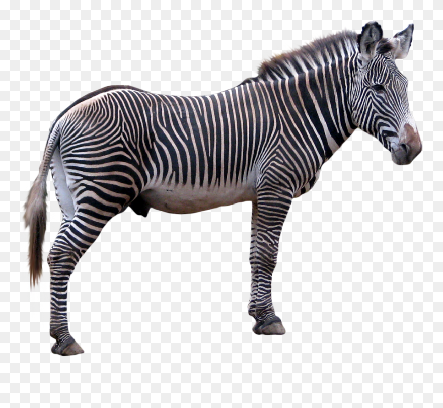 Zebra Feet Clipart Clip Free Zebra Technologies Clip - Zebra Transparent Background - Png Download