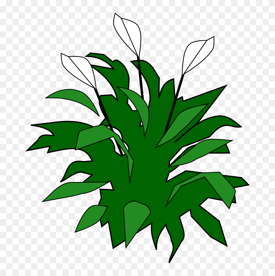 Spathiphyllum - Peace Lily Clipart