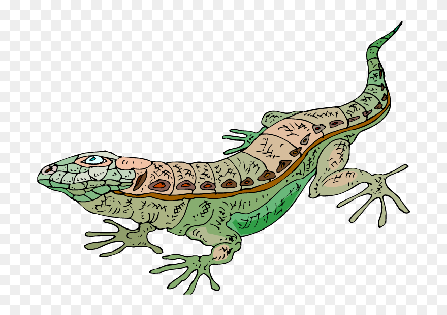 Cartoon Lizard With Glasses Clipart Free Clip Art Images - Lizard - Png Download