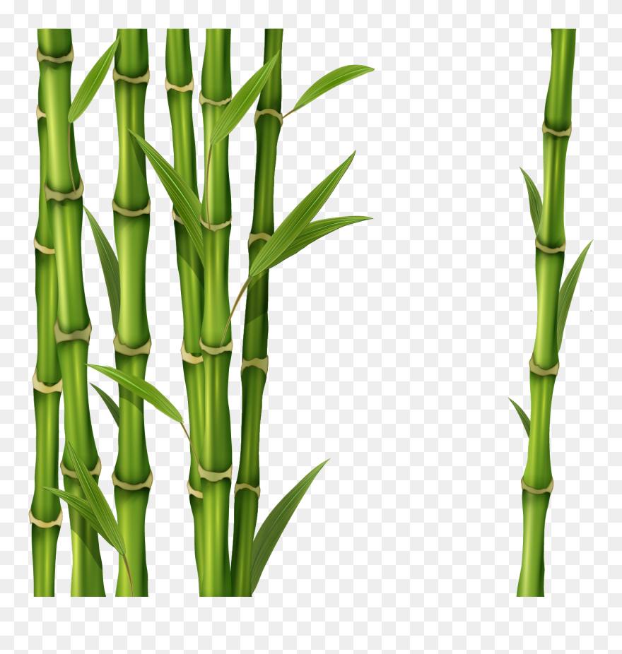 Bamboo Clip Art - Transparent Background Bamboo Clipart - Png Download