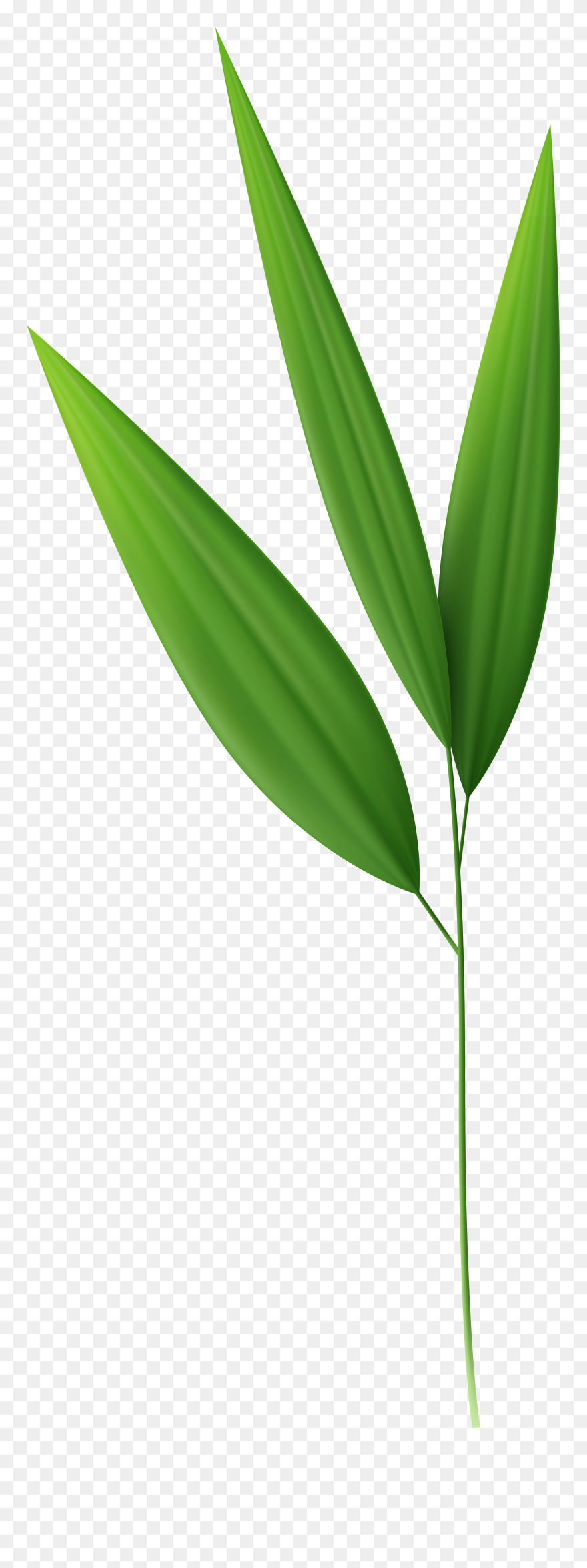 Bamboo Clipart Bamboo Leaf - Bamboo Leaves Transparent Background - Png Download