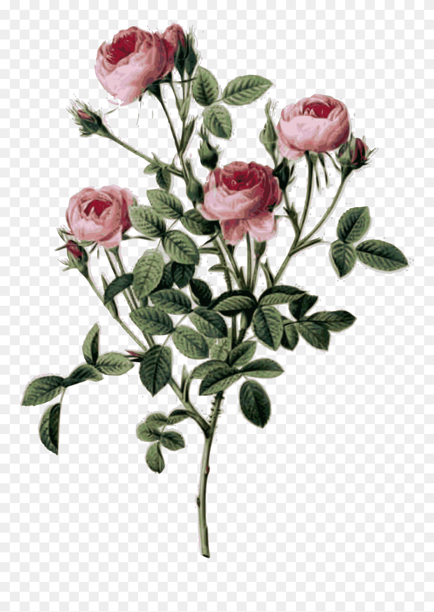 Pink Worried Svg Clip Arts - Rose Bush Botanical Illustration - Png Download