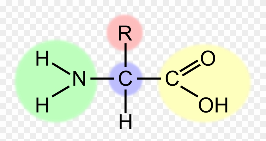 Essential Amino Acid Amine Chemistry - Monomers That Combine To Form Starch Clipart