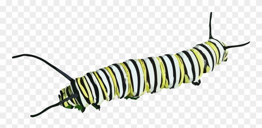 Caterpillar Clipart - Caterpillars Png Transparent Png