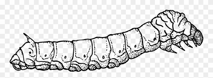Caterpillar Clipart Silkworm - Outline Images Of Silkworm - Png Download