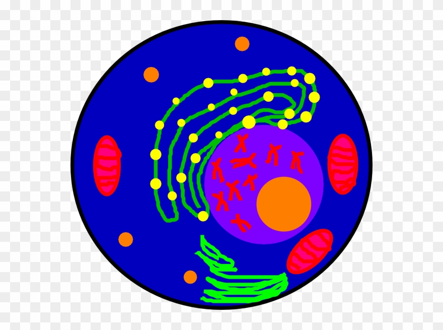 The Cell Clip Art At Clker Com Vector Clip Art Online - Science - Png Download