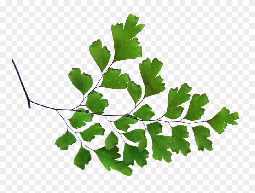Terrarium Drawing Moss Fern - Maidenhair Fern Png Clipart