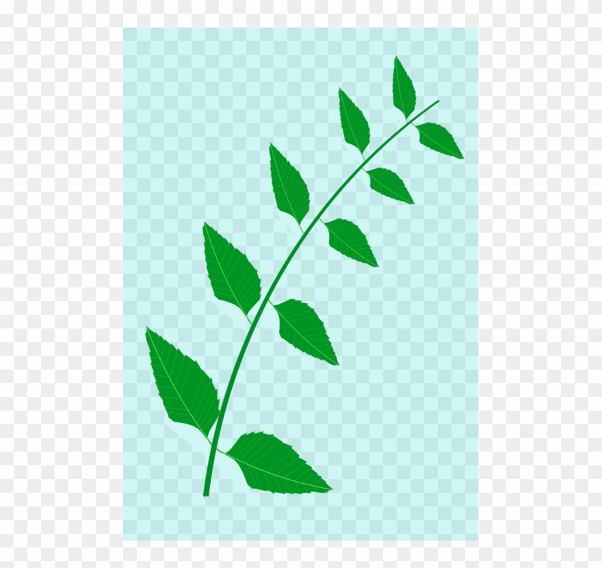 Neem Tree Leaf Drawing Medicinal Plants - Neem Tree Leaves Clip Art - Png Download