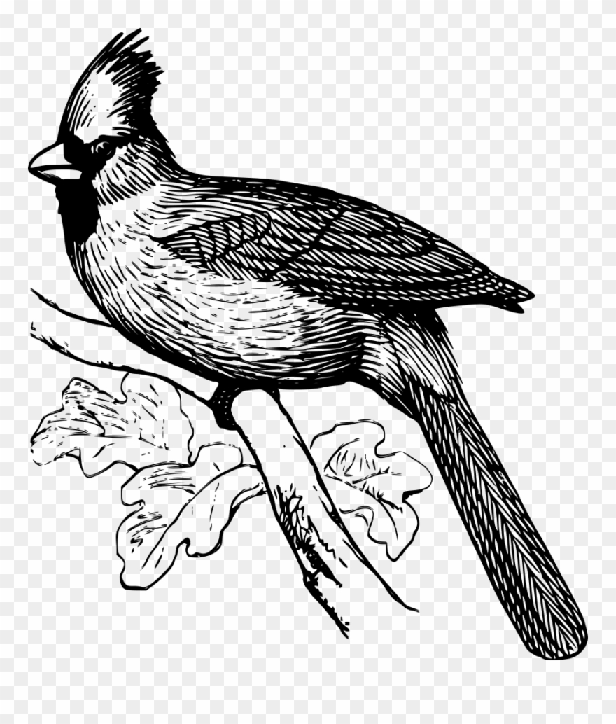 Cardinal Clip Art Download - Northern Cardinal Black And White - Png Download