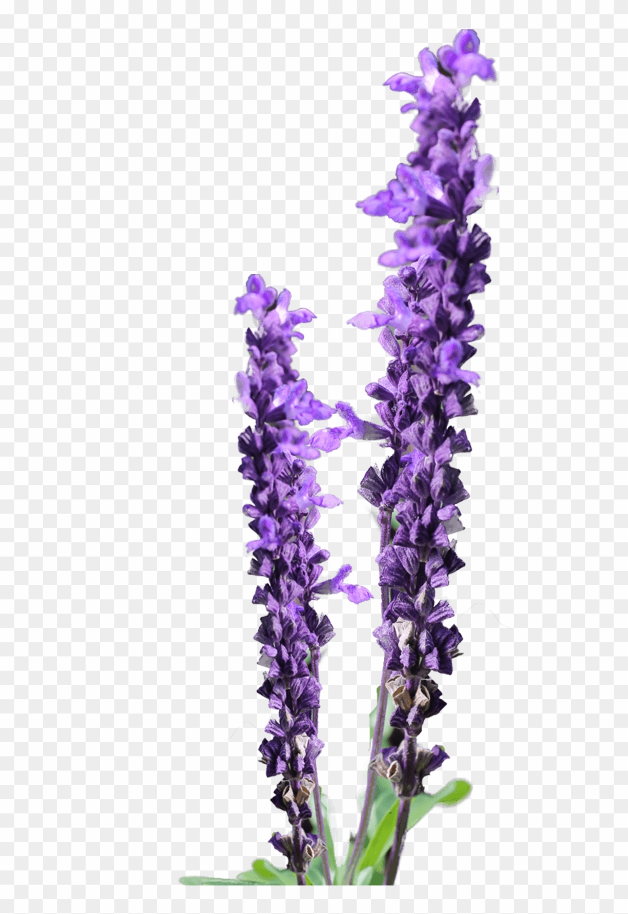 Lavender Flower Clip Art Free - Lavender Flower Png Free Transparent Png