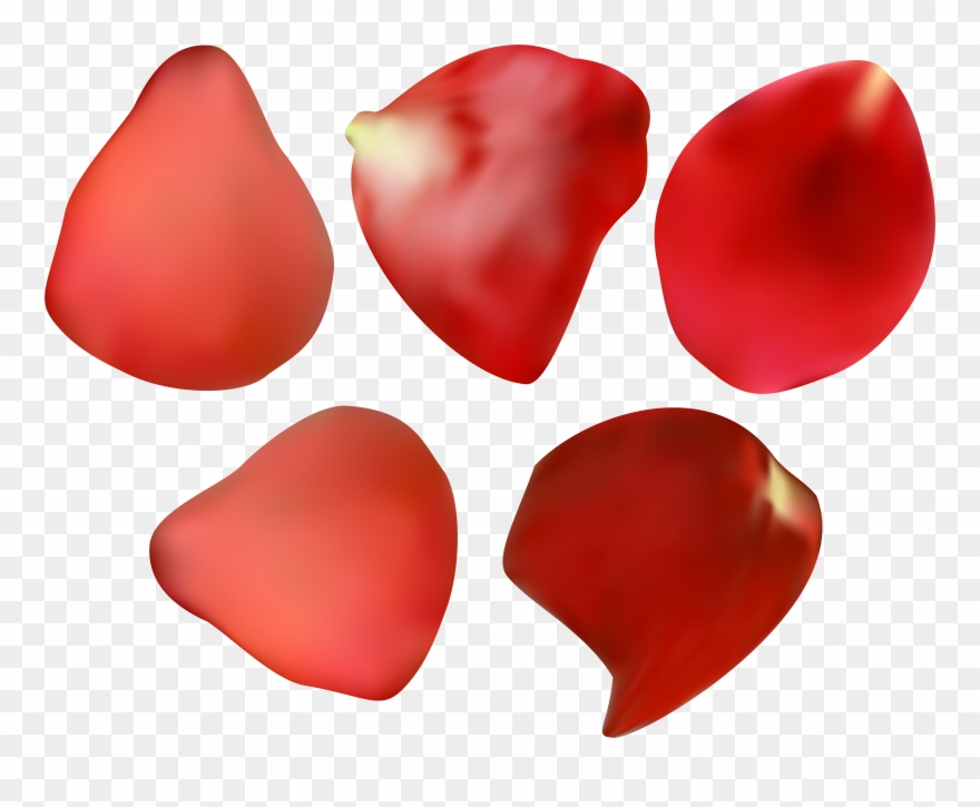 Petal Rose Flower Clip Art - Png Download