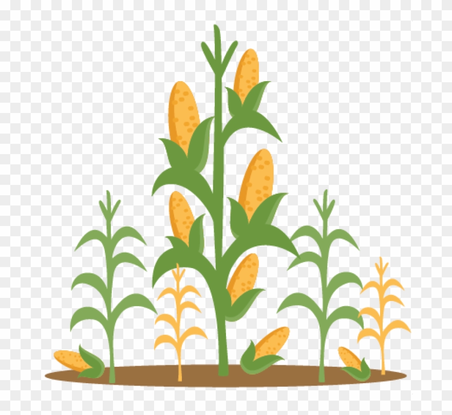 Clip Art Corn Stalks - Png Download