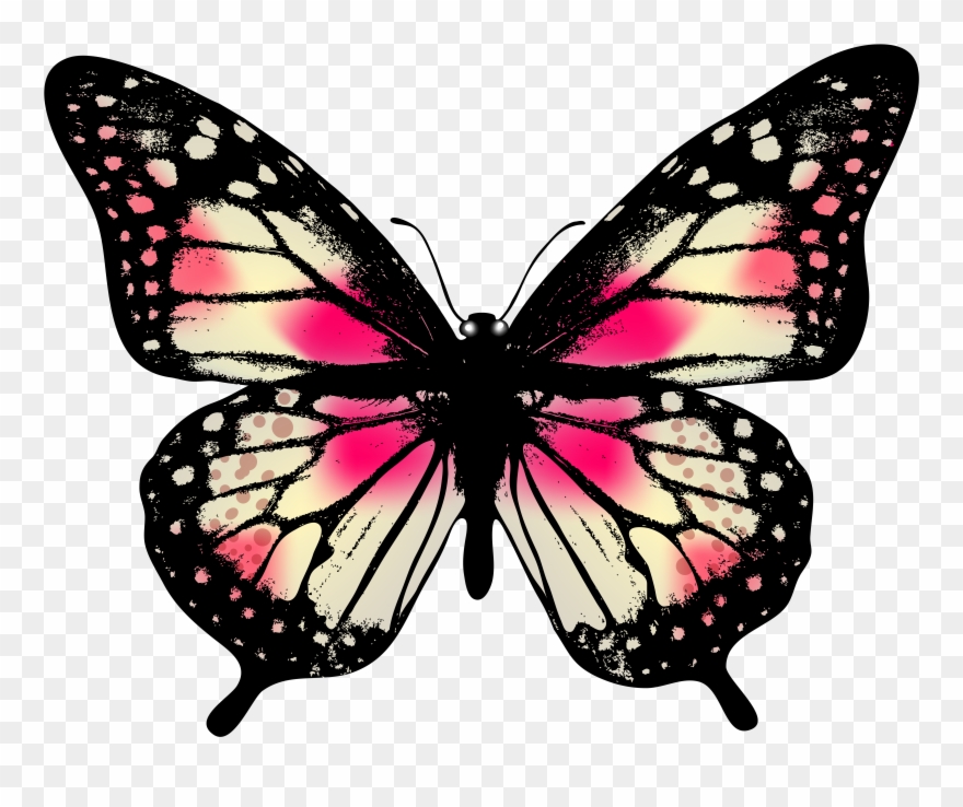 Clipart Gallery Butterfly Caterpillar - Png Download