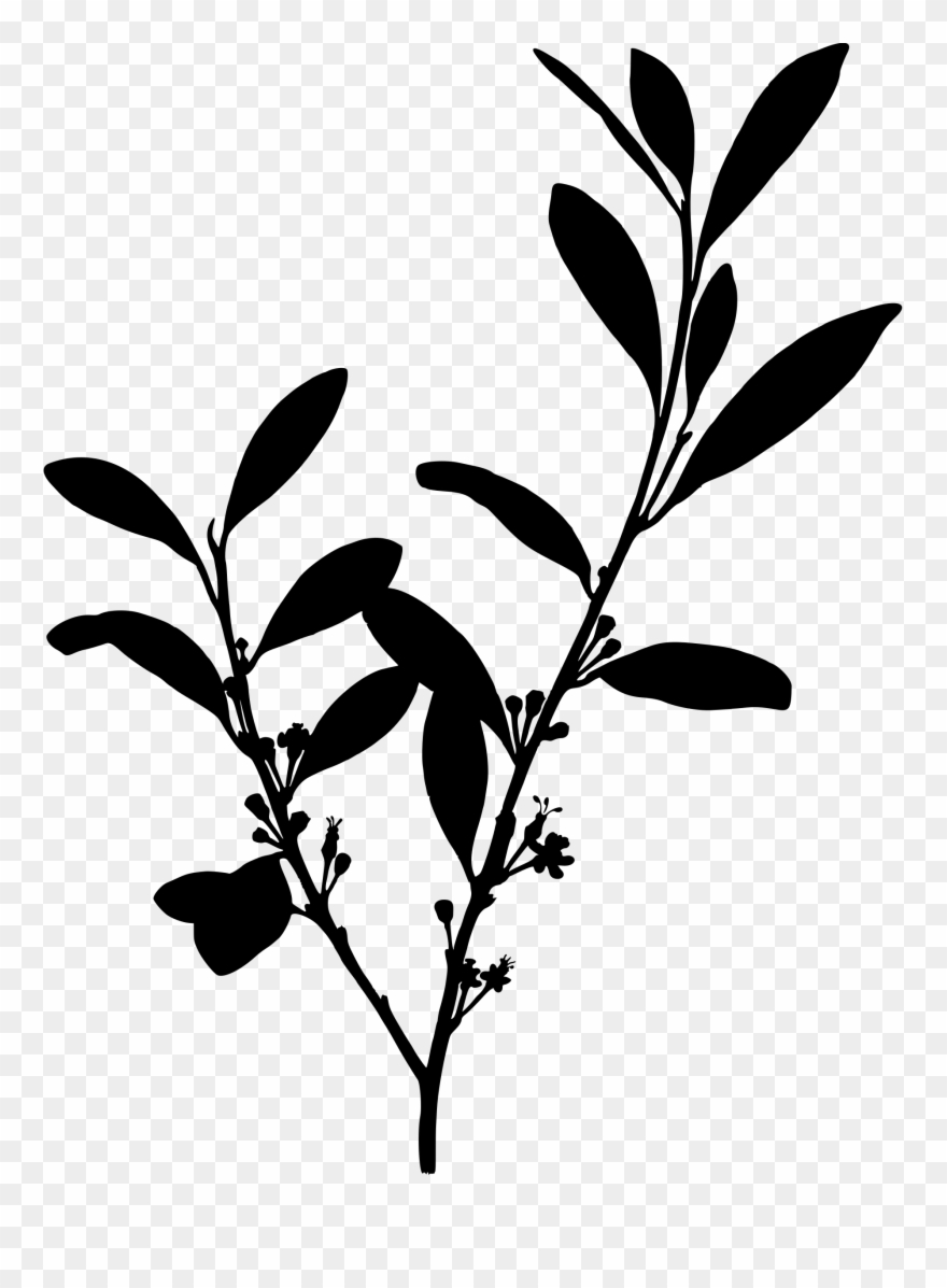 Coca Big Image Png - Cocaine Plant Clipart