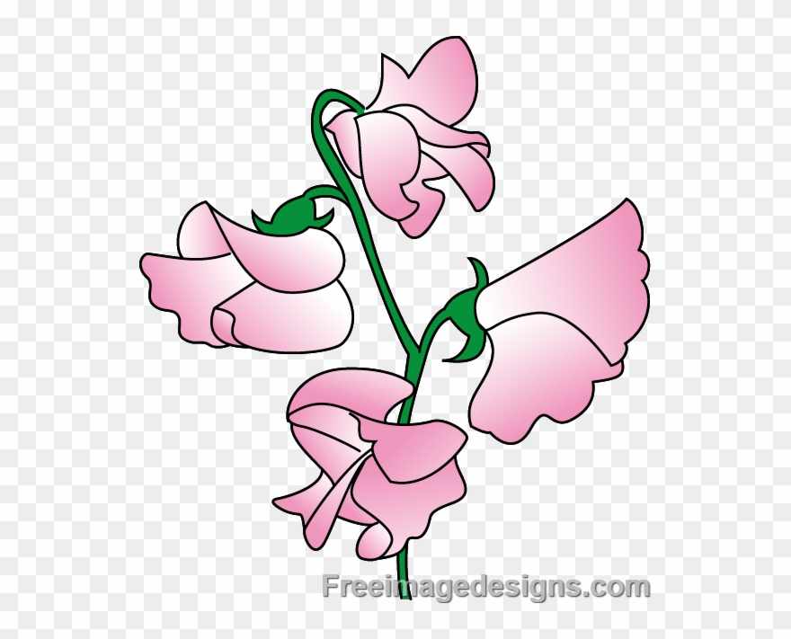 Peas Drawing Sweet Pea - Sweet Pea Flower Design Clipart