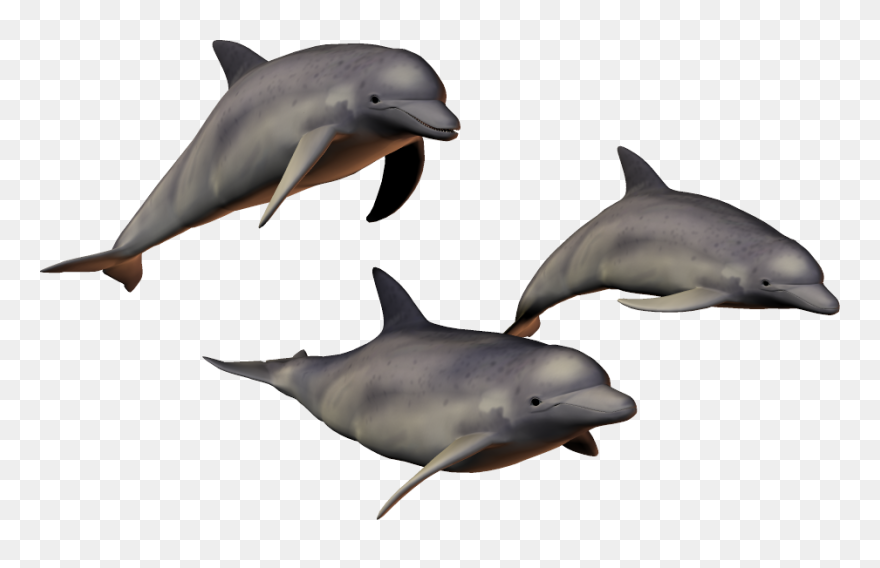 Dolphin Clip Art - Dolphins Png Transparent Png
