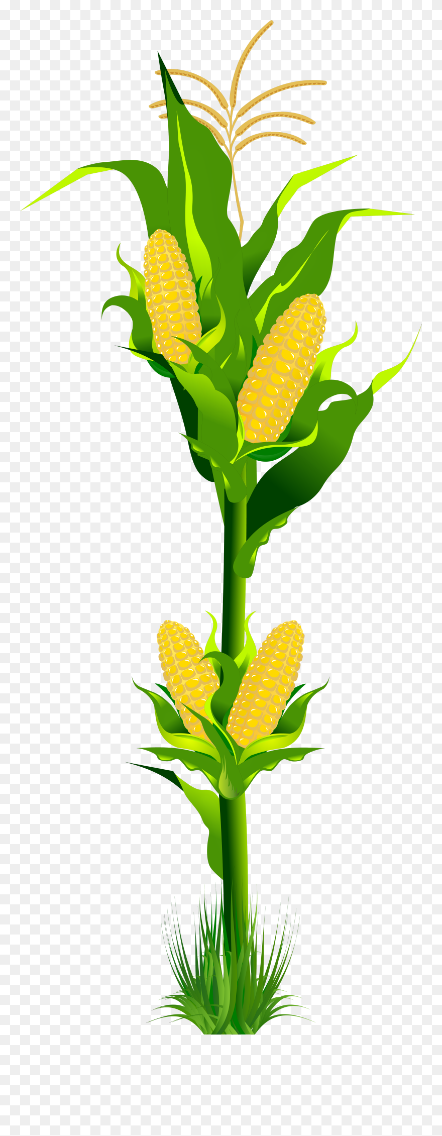 Corn Plant Png Clipart - Clip Art Of Corn Plant Transparent Png