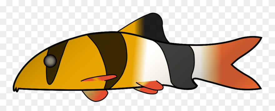 Clown Loach Png Images - Clown Loach Drawing Clipart