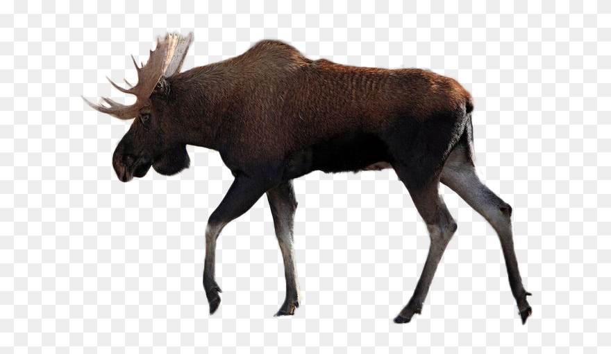 Moose Vector Graphics Illustration Silhouette Image - Moose Png Clipart