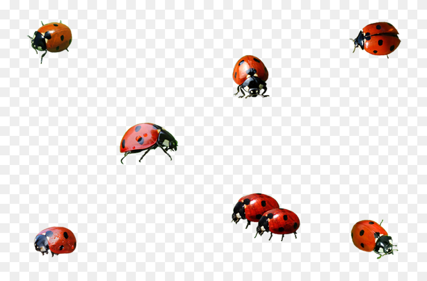 Ladybird Insect Clip Art - Ladybugs Png Transparent Png