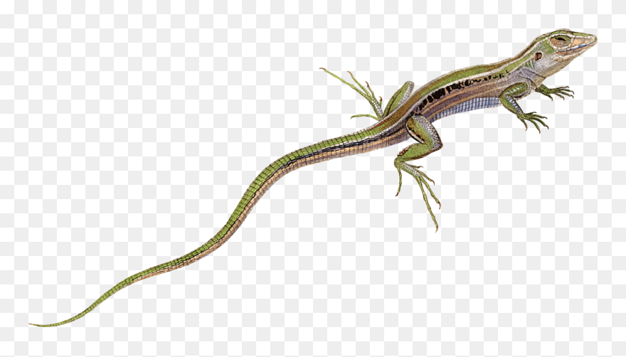Western Alligator Lizard,reptile,whiptail Lizard - Ribbon Snake Clipart