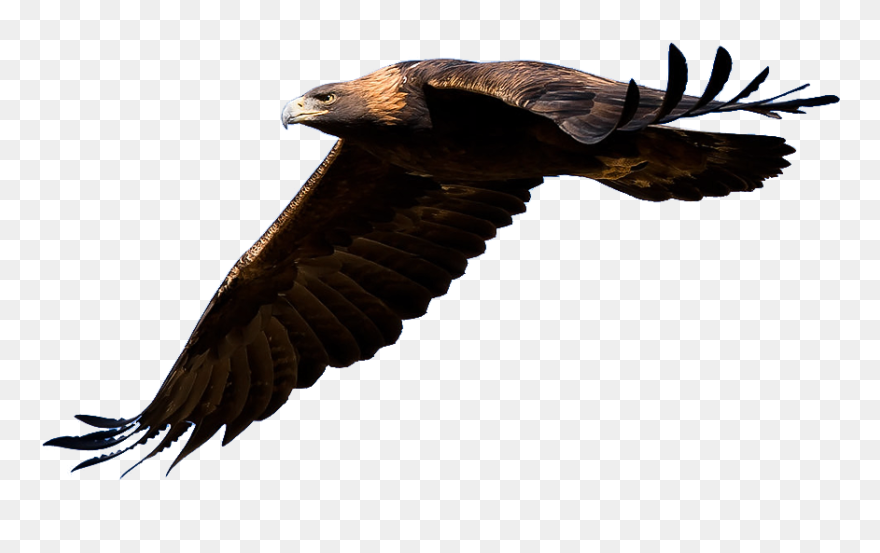 Golden Eagle Clipart - Flying Golden Eagle Png Transparent Png