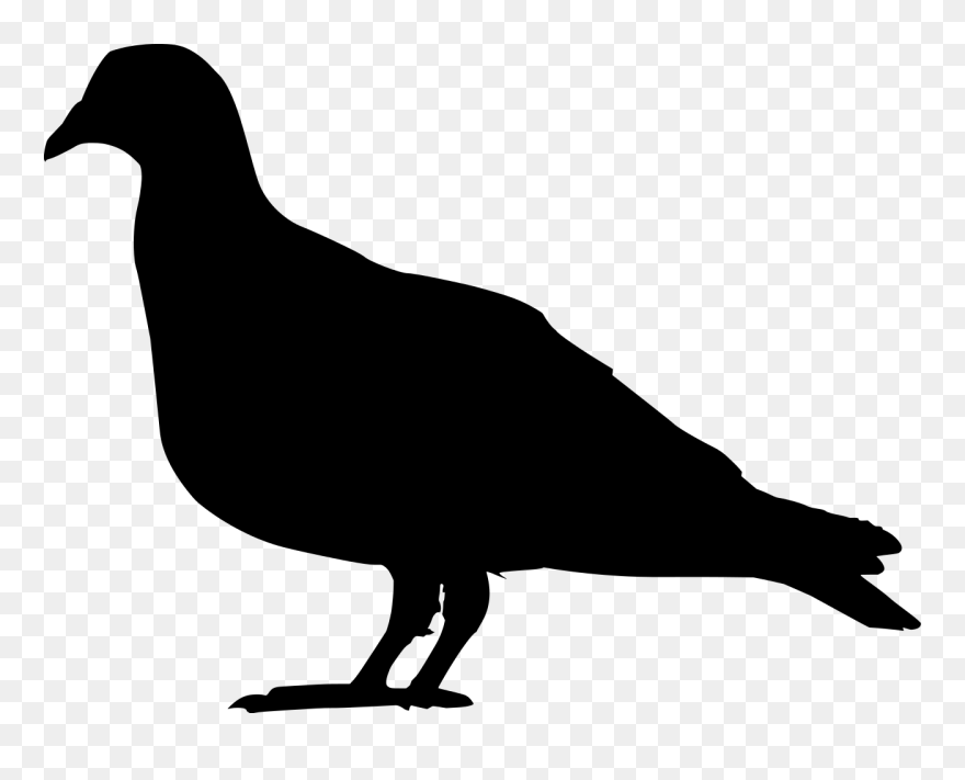 Domestic Pigeon Columbidae Squab Clip Art - Pigeon Silhouette Png Transparent Png