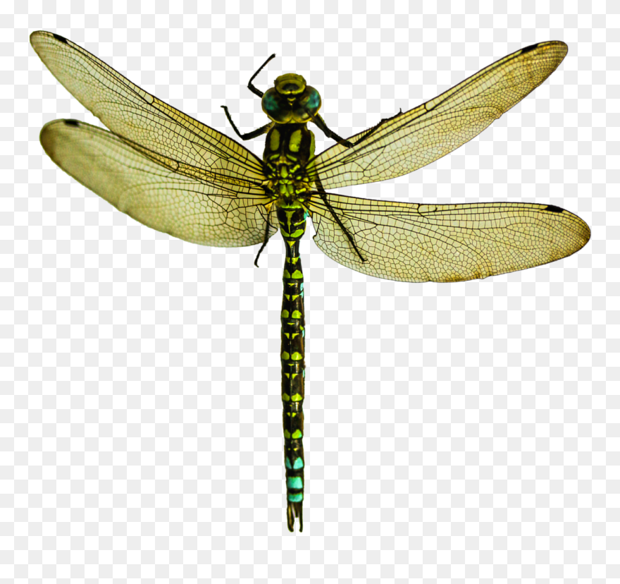 Dragonfly Png Image - Dragonfly Png Clipart