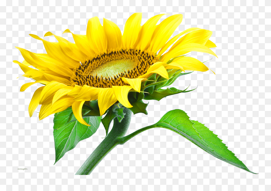 Sunflowers Clipart Transparent Background - Sun Flower Png