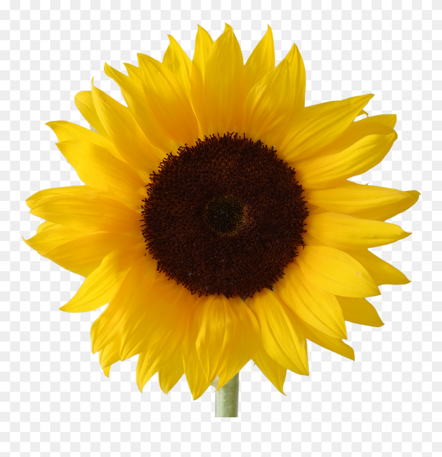 Sunflowers Clipart Pdf - Transparent Background Sunflower Transparent - Png Download