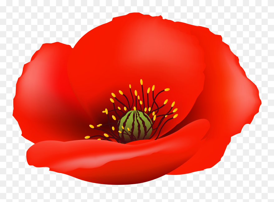 Poppy Flower Clipart Royalty Free - Transparent Background Poppy Flower Png