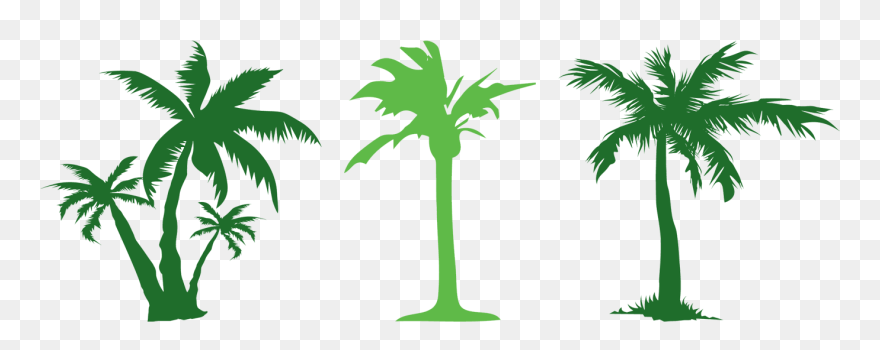 Tree Evergreen Arecaceae Clip Art - Green Coconut Tree Clipart - Png Download