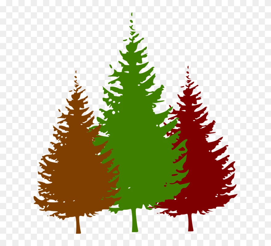 Transparent Deforestation Clipart - Pine Tree Silhouette - Png Download