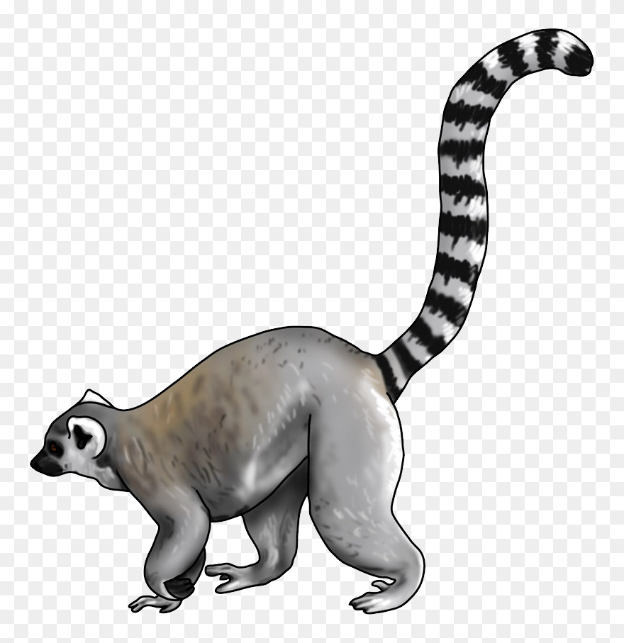  lemur Olami Png - Ring Tailed Lemur Art Clipart