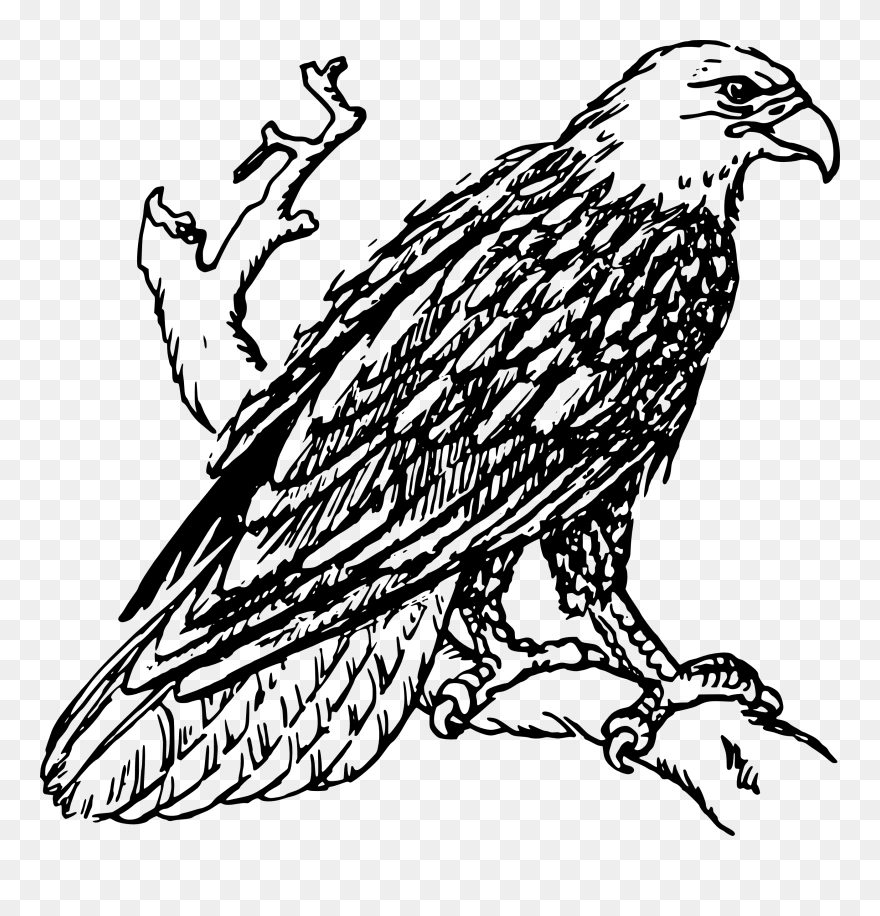 Clip Art Black And White Eagle - Png Download