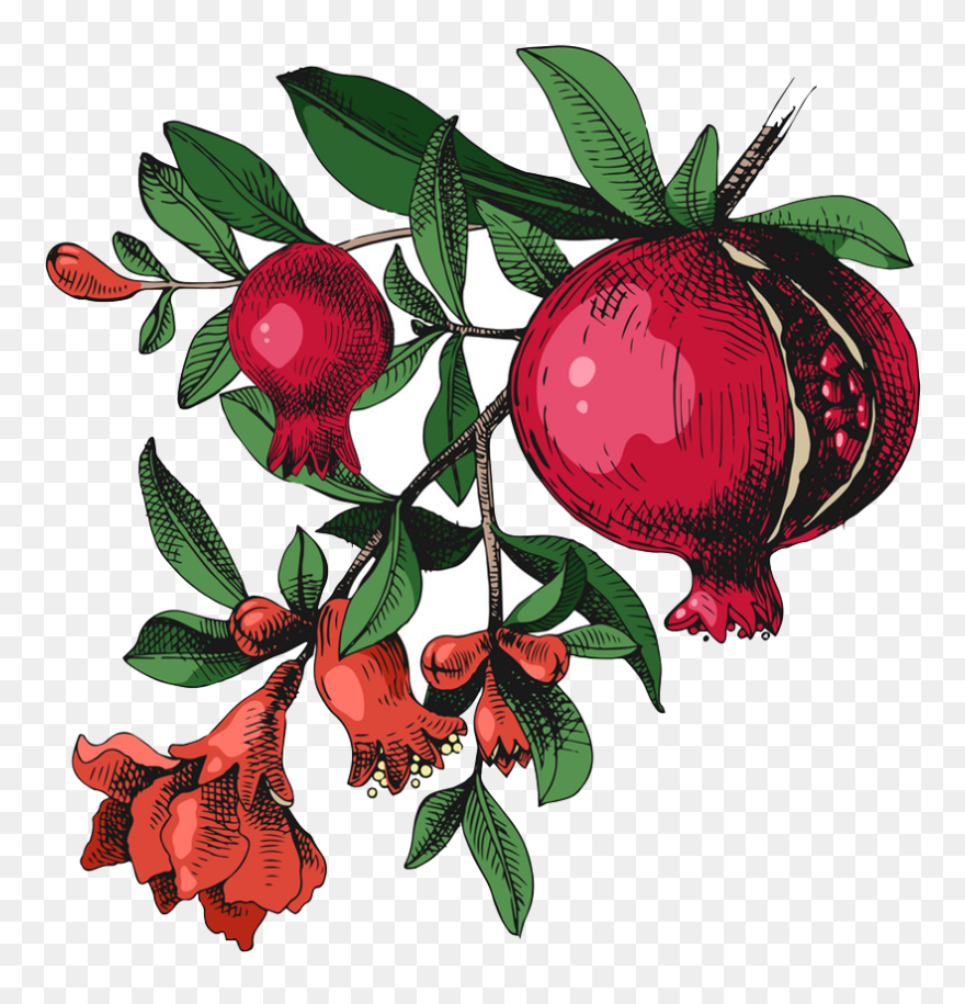 Face Shop Collagen Pomegranate Clipart