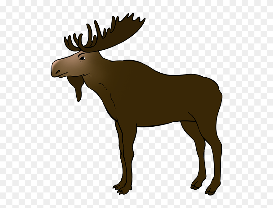How To Draw Moose - Dibujos De Un Alce Paso A Paso Clipart