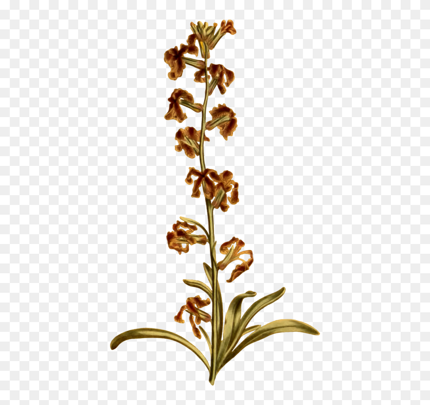 Botanical Vector Herb - Broomrape Clipart