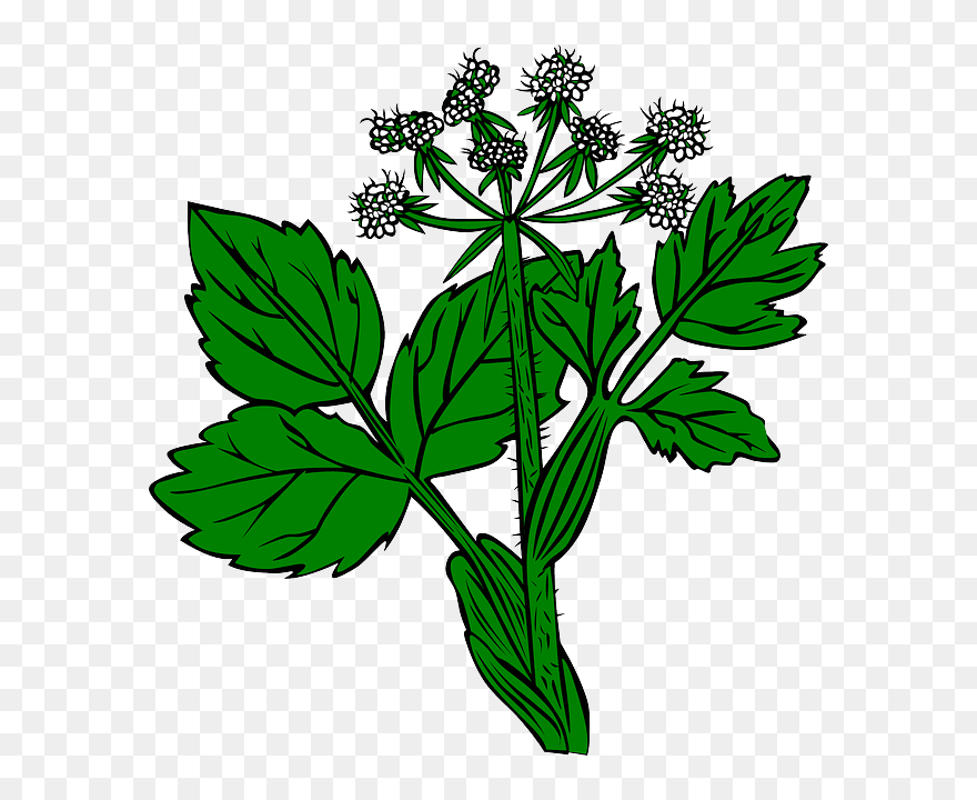 Alfalfa Clipart - Png Download