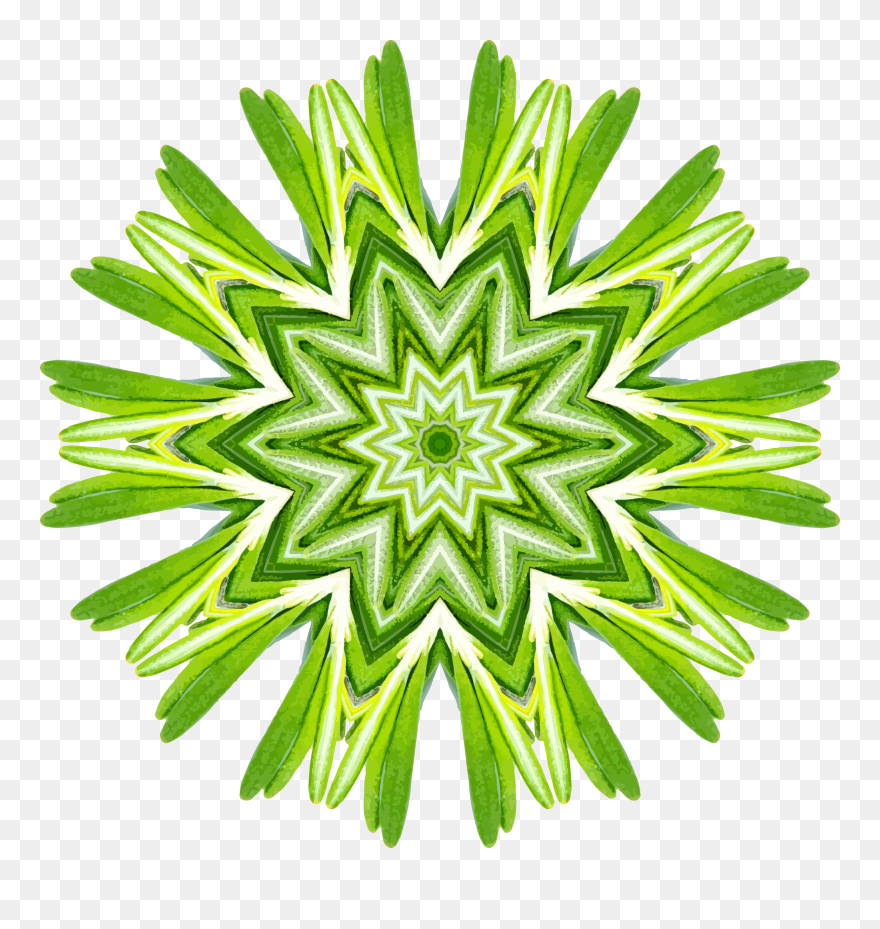 Rosemary Flower Clipart Vector Royalty Free Rosemary - Clip Art - Png Download