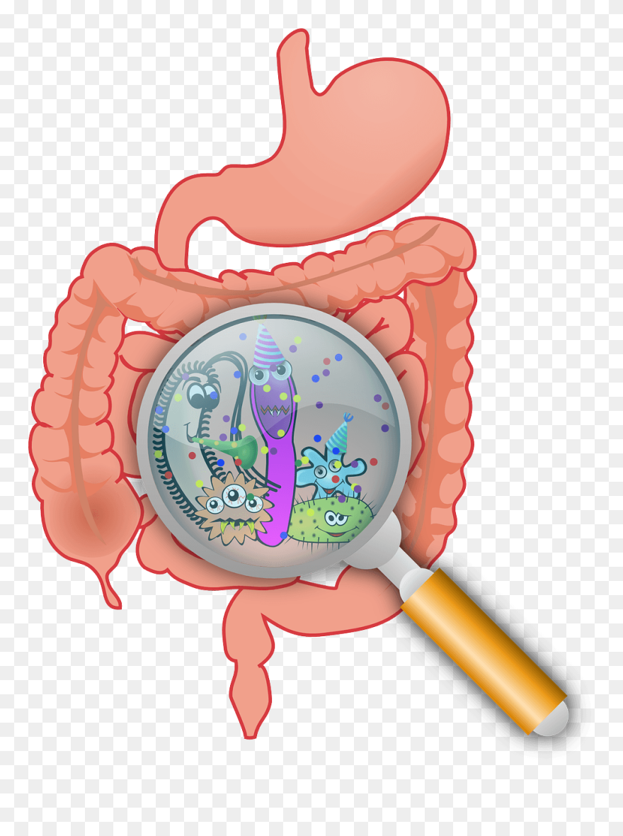 The Reason You’re Not Losing Weight - Gut Probiotics Clipart