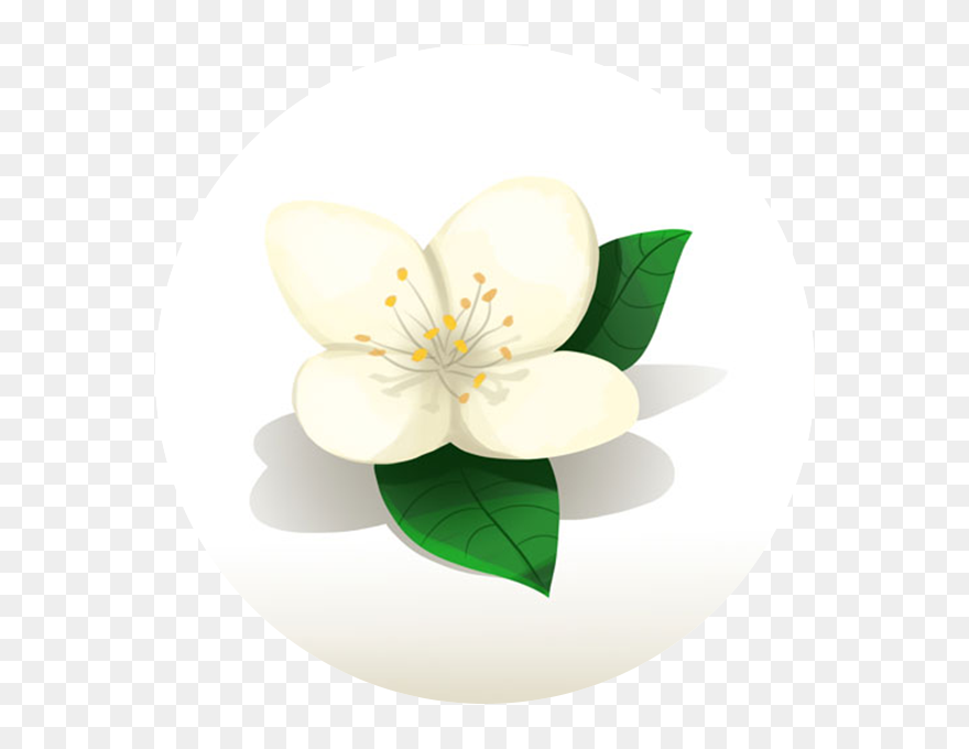 Jasmine Clipart