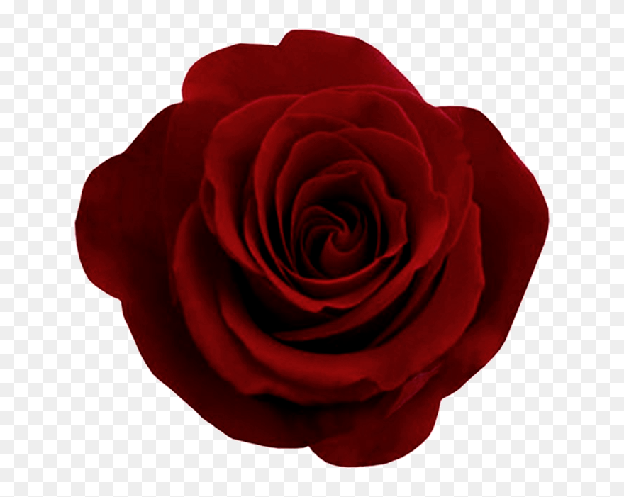 Free Rose Png, Download Free Clip Art, Free Clip Art - Red Rose Png Transparent Png