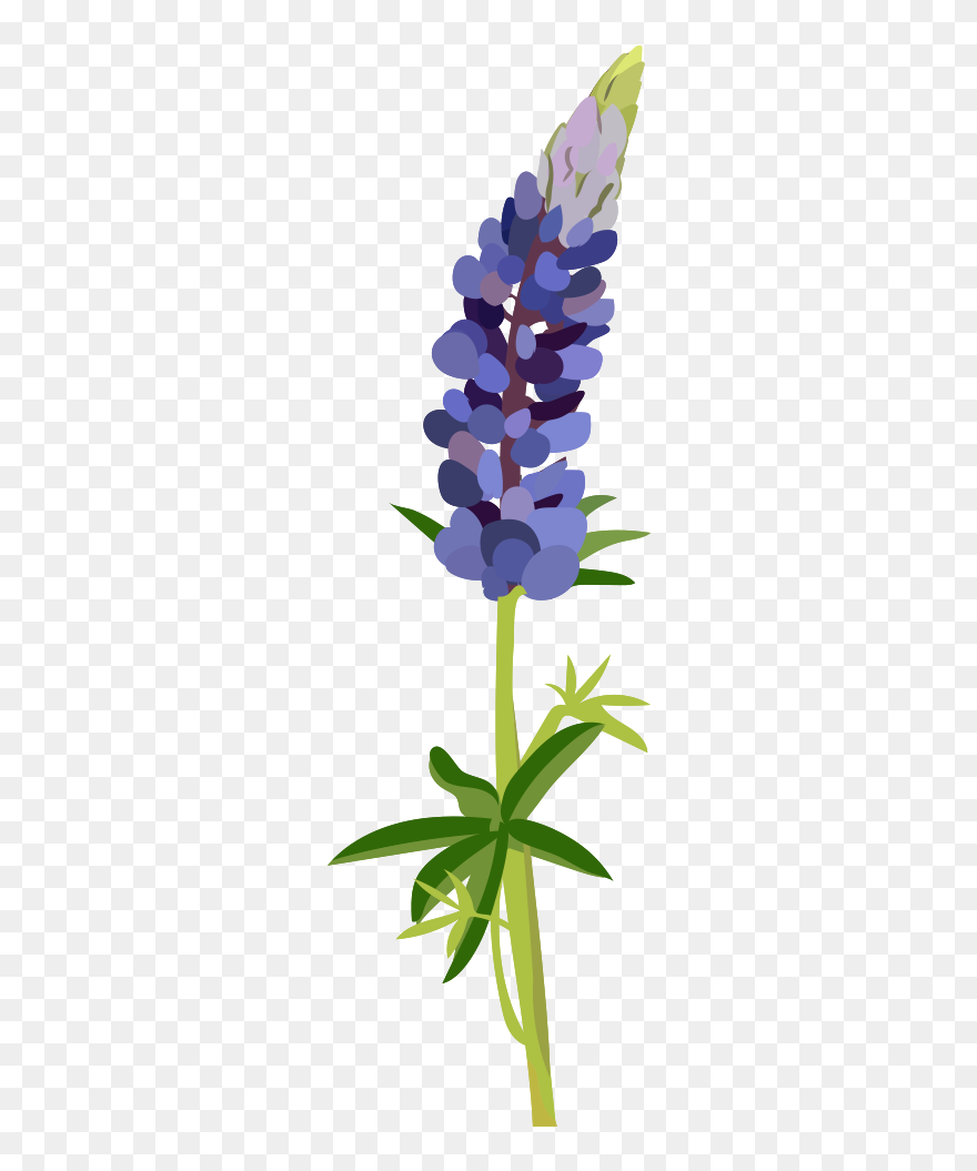 Bluebonnet Clipart