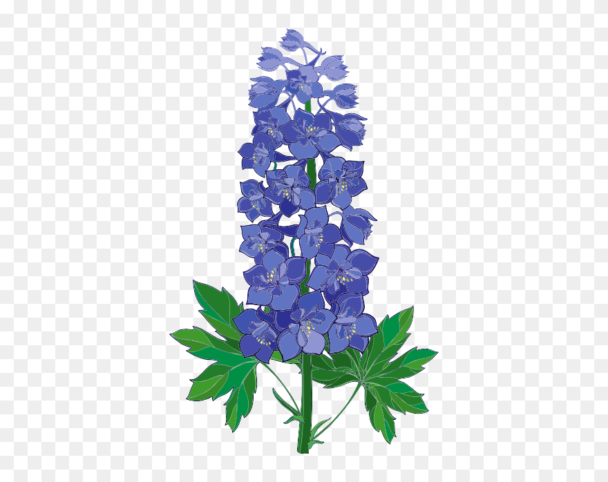 18 - Flor Delfinium Dibujo Clipart