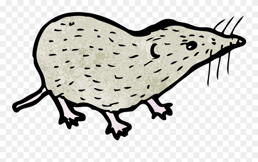 Transparent Naughty Clipart - Shrew Clipart - Png Download