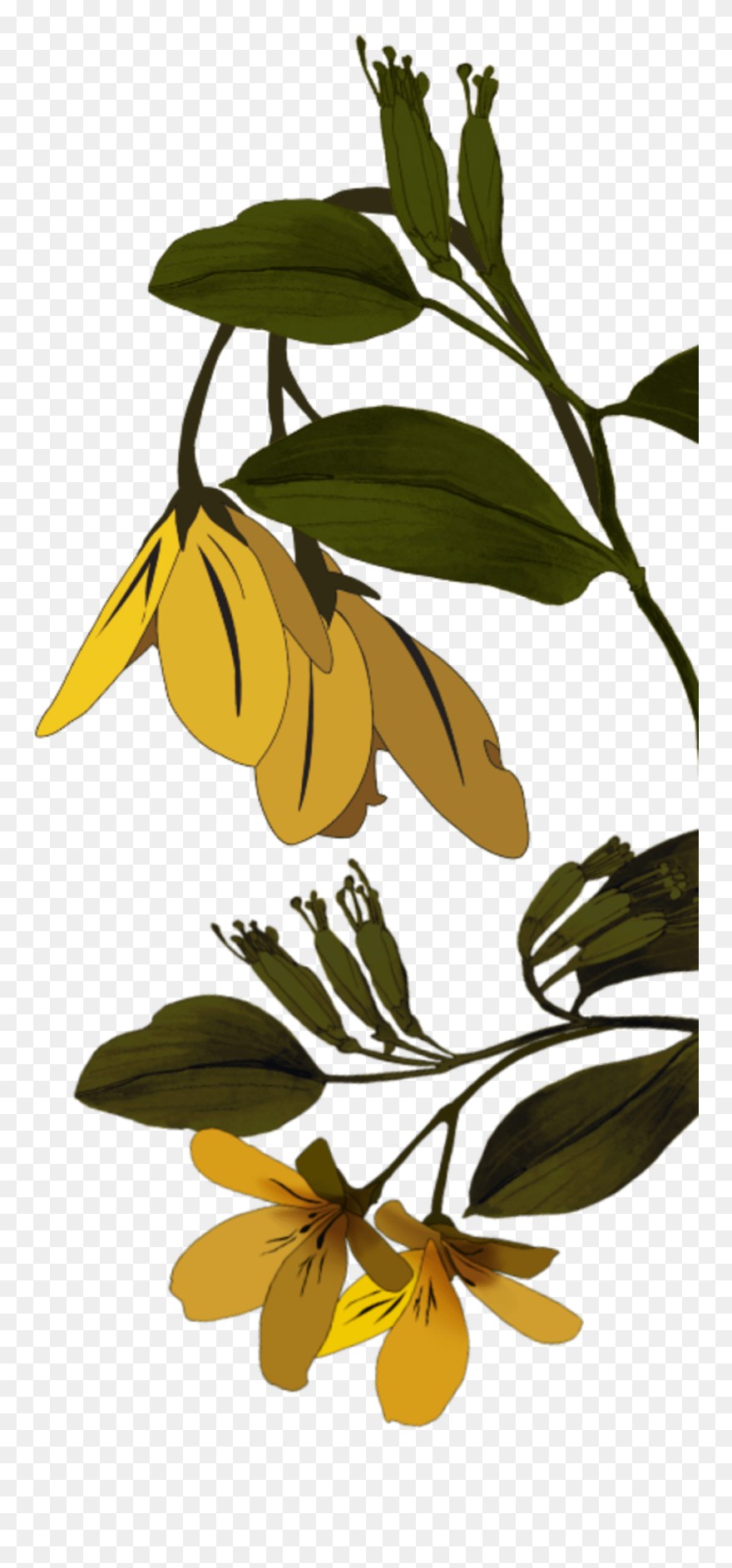 Clip Art - Png Download